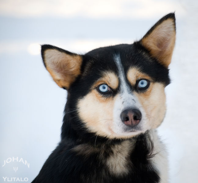 Hund (7).jpg